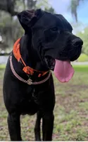 KoKo 🐻 DKC REGISTERED, a male Great Dane and Cane Corso for sale in New Orleans, LA – 8 of 9