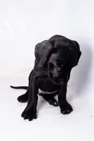Ace ♠️ DKC REGISTERED, a female Great Dane and Cane Corso for sale in New Orleans, LA – 5 of 10