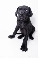 Sparky, a female Great Dane and Cane Corso for sale in New Orleans, LA – 3 of 4