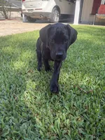 Ace ♠️ DKC REGISTERED, a female Great Dane and Cane Corso for sale in New Orleans, LA – 2 of 10