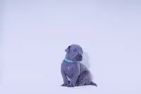 Petite 💙 DKC REGISTERED, a female Great Dane and Cane Corso for sale in New Orleans, LA – 5 of 9