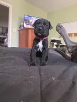 Ava 🖤 DKC REGISTERED, a female Great Dane and Cane Corso for sale in New Orleans, LA – 5 of 10