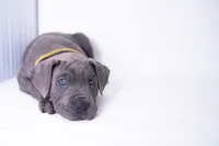 Yella Girl ☀️ DKC REGISTERED, a female Great Dane and Cane Corso for sale in New Orleans, LA – 2 of 10