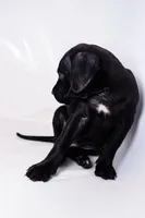 Ace ♠️ DKC REGISTERED, a female Great Dane and Cane Corso for sale in New Orleans, LA – 3 of 10