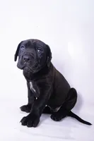 KoKo 🐻 DKC REGISTERED, a male Great Dane and Cane Corso for sale in New Orleans, LA – 4 of 9