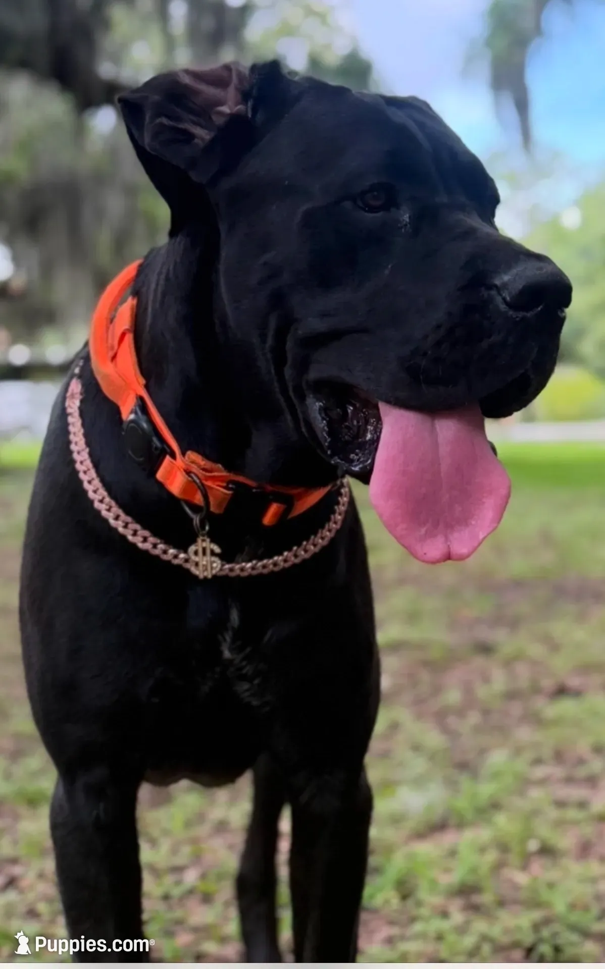 Yella Girl ☀️ DKC REGISTERED, a female Great Dane and Cane Corso for sale in New Orleans, LA – 6 of 10