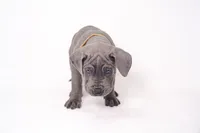 Yella Girl ☀️ DKC REGISTERED, a female Great Dane and Cane Corso for sale in New Orleans, LA – 3 of 10