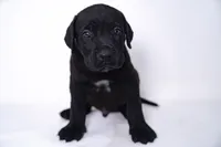 SEVYN 7️⃣ DKC REGISTERED, a male Great Dane and Cane Corso for sale in New Orleans, LA – 2 of 10