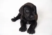 KoKo 🐻 DKC REGISTERED, a male Great Dane and Cane Corso for sale in New Orleans, LA – 2 of 9