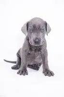 Petite 💙 DKC REGISTERED, a female Great Dane and Cane Corso for sale in New Orleans, LA – 3 of 9