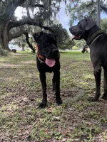KoKo 🐻 DKC REGISTERED, a male Great Dane and Cane Corso for sale in New Orleans, LA – 7 of 9