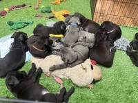 Yella Girl ☀️ DKC REGISTERED, a female Great Dane and Cane Corso for sale in New Orleans, LA – 7 of 10