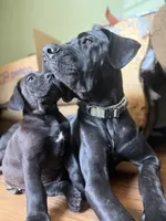 SEVYN 7️⃣ DKC REGISTERED, a male Great Dane and Cane Corso for sale in New Orleans, LA – 6 of 10