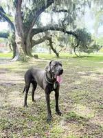 Yella Girl ☀️ DKC REGISTERED, a female Great Dane and Cane Corso for sale in New Orleans, LA – 8 of 10