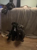 Ava 🖤 DKC REGISTERED, a female Great Dane and Cane Corso for sale in New Orleans, LA – 6 of 10