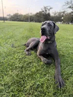 KoKo 🐻 DKC REGISTERED, a male Great Dane and Cane Corso for sale in New Orleans, LA – 9 of 9