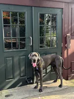 Ace ♠️ DKC REGISTERED, a female Great Dane and Cane Corso for sale in New Orleans, LA – 8 of 10
