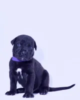 SEVYN 7️⃣ DKC REGISTERED, a male Great Dane and Cane Corso for sale in New Orleans, LA – 3 of 10