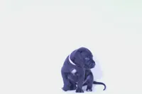 Ace ♠️ DKC REGISTERED, a female Great Dane and Cane Corso for sale in New Orleans, LA – 7 of 10