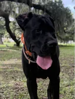 Ace ♠️ DKC REGISTERED, a female Great Dane and Cane Corso for sale in New Orleans, LA – 10 of 10