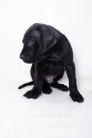 Sparky, a female Great Dane and Cane Corso for sale in New Orleans, LA – 2 of 4