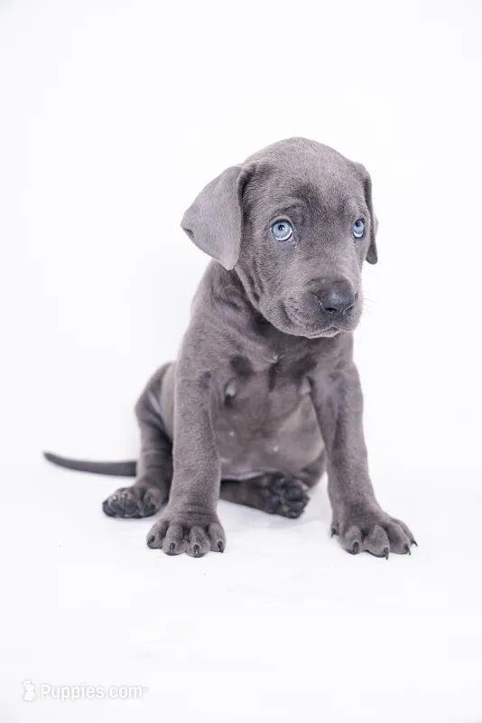Petite 💙 DKC REGISTERED – Great Dane, Cane Corso puppy for sale in New Orleans, LA