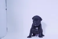 SEVYN 7️⃣ DKC REGISTERED, a male Great Dane and Cane Corso for sale in New Orleans, LA – 4 of 10