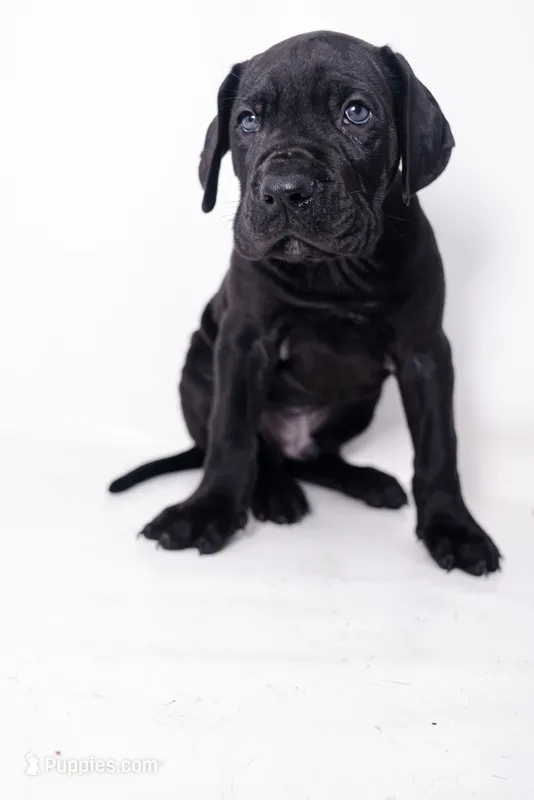 Sparky – Great Dane, Cane Corso puppy for sale in New Orleans, LA