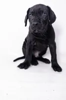 Sparky, a female Great Dane and Cane Corso for sale in New Orleans, LA – 1 of 4