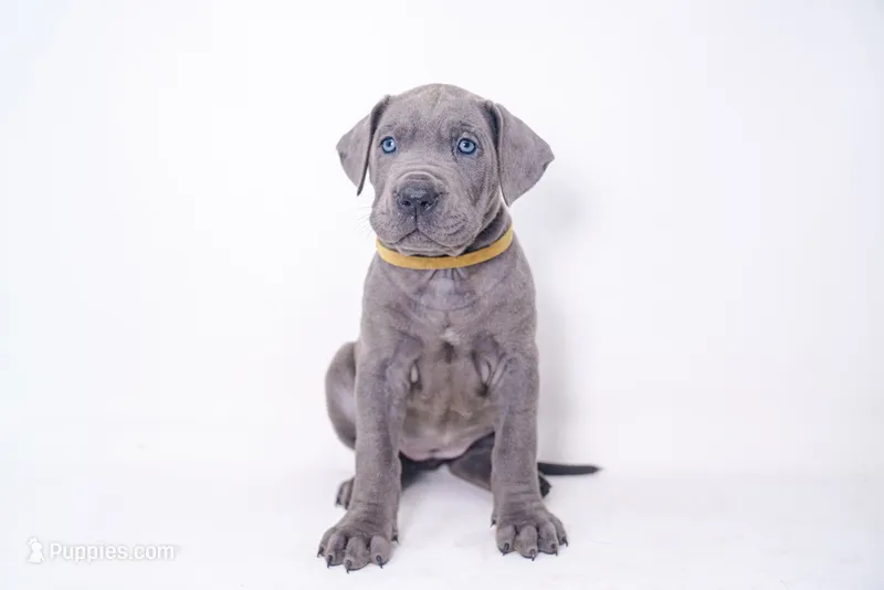 Yella Girl ☀️ DKC REGISTERED – Great Dane, Cane Corso puppy for sale in New Orleans, LA
