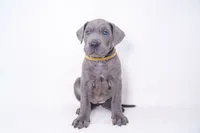 Yella Girl ☀️ DKC REGISTERED, a female Great Dane and Cane Corso for sale in New Orleans, LA – 1 of 10