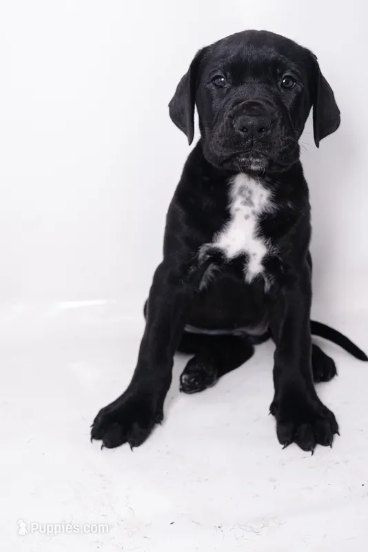 Ava 🖤 DKC REGISTERED – Great Dane, Cane Corso puppy for sale in New Orleans, LA
