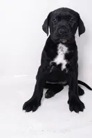 Ava 🖤 DKC REGISTERED, a female Great Dane and Cane Corso for sale in New Orleans, LA – 1 of 10