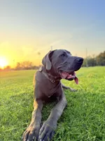 Ava 🖤 DKC REGISTERED, a female Great Dane and Cane Corso for sale in New Orleans, LA – 10 of 10