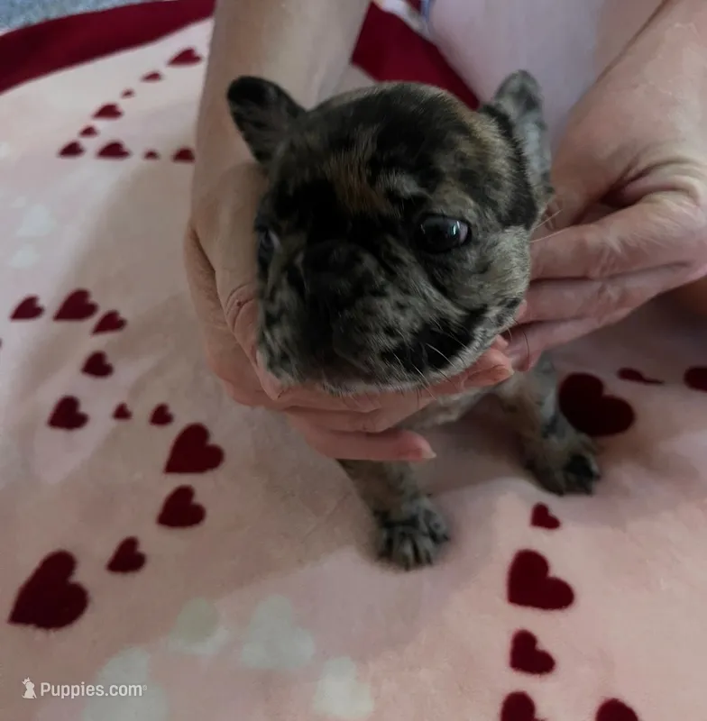 Bella – French Bulldog puppy for sale in Roswell, NM
