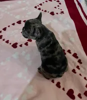 Bella, a female French Bulldog for sale in Roswell, NM – 2 of 2