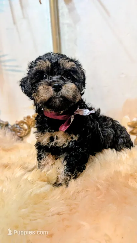 Yorkie Parti Poo – Yorkipoo puppy for sale in Brooklyn, NY