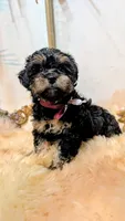 Yorkie Parti Poo, a male Yorkipoo for sale in Brooklyn, NY – 1 of 4