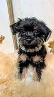 Yorkie Parti Poo, a male Yorkipoo for sale in Brooklyn, NY – 4 of 4