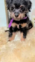Yorkie Parti Poo, a male Yorkipoo for sale in Brooklyn, NY – 3 of 4