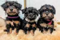 Yorkie Parti Poo, a male Yorkipoo for sale in Brooklyn, NY – 2 of 4