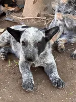 Bobby, a male Australian Cattle Dog for sale in Mineral, VA – 2 of 7