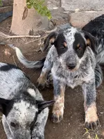 Luna, a female Australian Cattle Dog for sale in Mineral, VA – 4 of 6