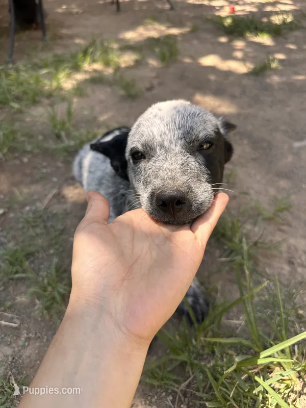 Bobby – Australian Cattle Dog puppy for sale in Mineral, VA