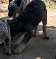 Buddy, a male Australian Cattle Dog for sale in Mineral, VA – 3 of 4