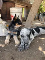 Bobby, a male Australian Cattle Dog for sale in Mineral, VA – 7 of 7