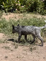 Max, a male Australian Cattle Dog for sale in Mineral, VA – 3 of 4