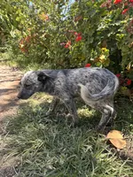 Max, a male Australian Cattle Dog for sale in Mineral, VA – 4 of 4