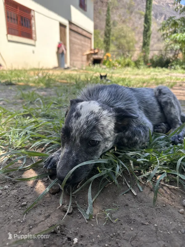 Max – Australian Cattle Dog puppy for sale in Mineral, VA