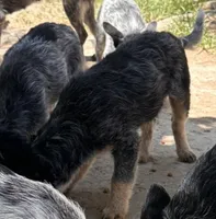 Buddy, a male Australian Cattle Dog for sale in Mineral, VA – 4 of 4